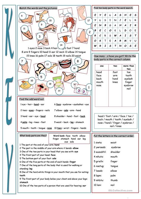 parts   body vocabulary exercises worksheet