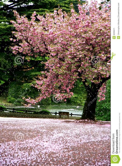 Incredible Scene Cherry Blossom Snow Stock Image Image