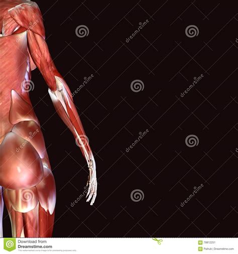 3d Illustration Of Female Anatomy Stock Illustration Illustration Of