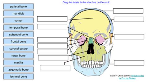 Skull Labeling Worksheet