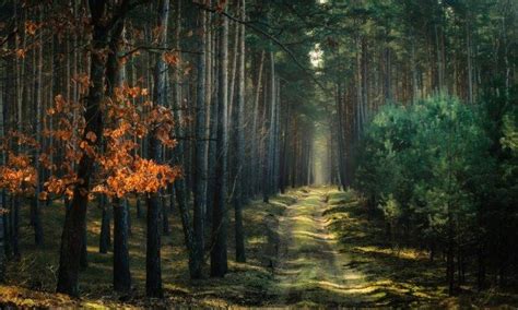 Nature Landscape Forest Path Atmosphere Trees Dirt Road Sunlight