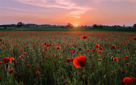 Download Wallpaper 3840x2400 Poppies Field Sunset Horizon Bloom 4k