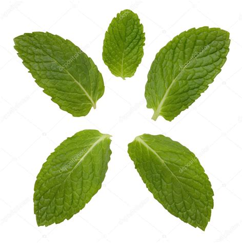 Mint Leaves Isolated On White — Stock Photo © Rimglow 8195667