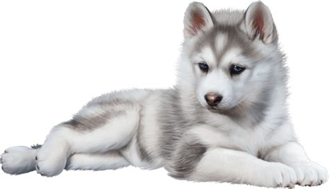 Husky Png Transparent Image Download Size 850x490px