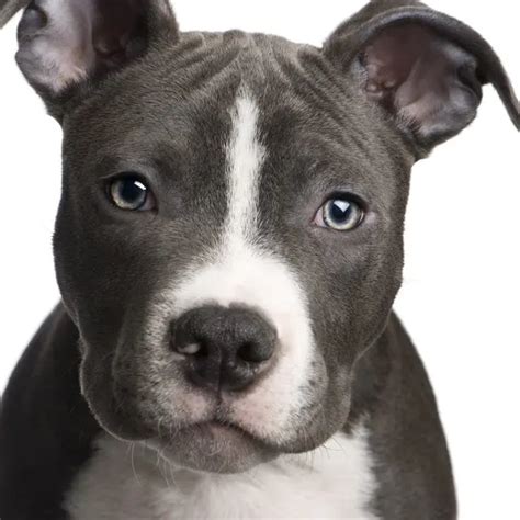 American Pitbull Terrier Dogs Breeds Pets