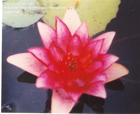 Plantfiles Pictures Hardy Water Lily Waterlily Ellisiana Nymphaea