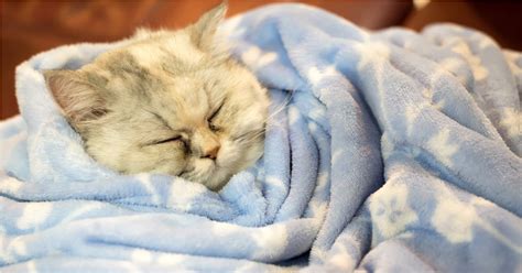 The Importance Of Blankets For Cats Sepicat