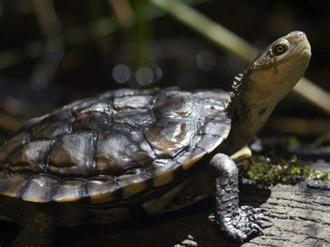 30 Western Swamp Tortoises Australias Most Critically Endangered