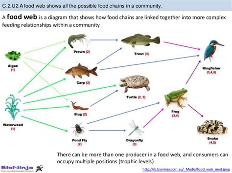 Jun 09, 2021 · gastronomic snobbery aside, science lacked an agreed definition of what junk food actually is, and that has made it difficult to know whether we should be avoiding it and, if so, why. Food Web Activity High School - bioknowledgy c 2 ...