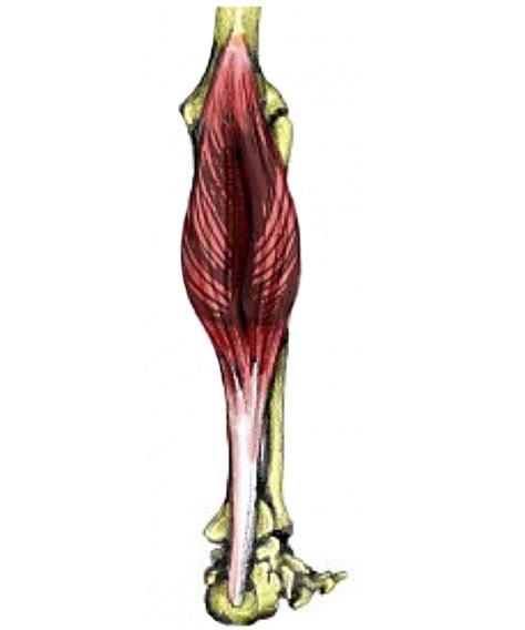 The Calf Muscles Gastrocnemius And Soleus Actions And Anatomy