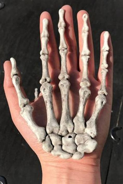 Skeleton Hand Prop Skeleton Hands Halloween Party Decor Body Anatomy