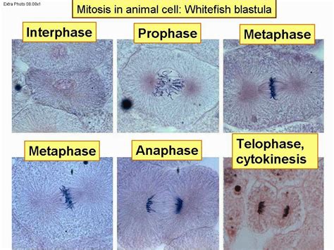 Mitosis In Animal Cells Under Microscope