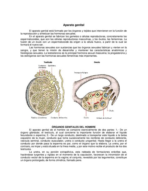 Apuntes Sobre El Aparato Reproductor Femenino Docsity