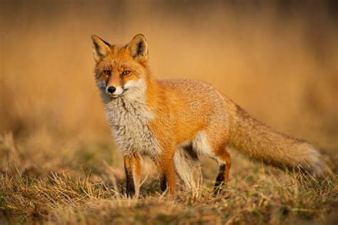 Adult Fox With Clear Blurred Background At Sunset Stock Photo Image