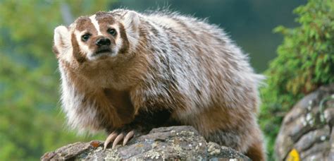 Here Comes The American Badger Critter Science