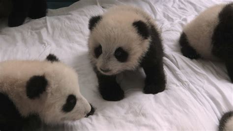 See more ideas about baby panda, panda, panda bear. Baby panda nursery - Operation Wild: Series 1 Episode 1 ...