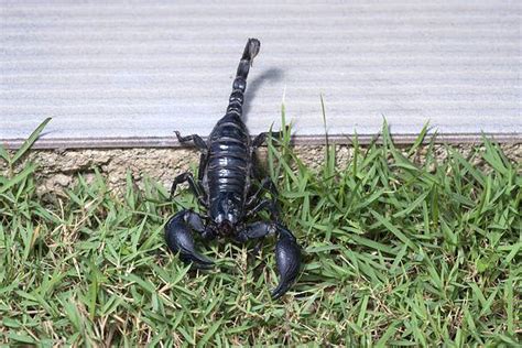 The Largest Scorpion In The World Is An Absolute Unit A Z Animals