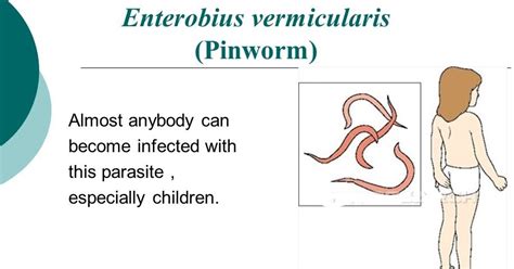 Enterobius Vermicularis Morphology Life Cycle Transmission
