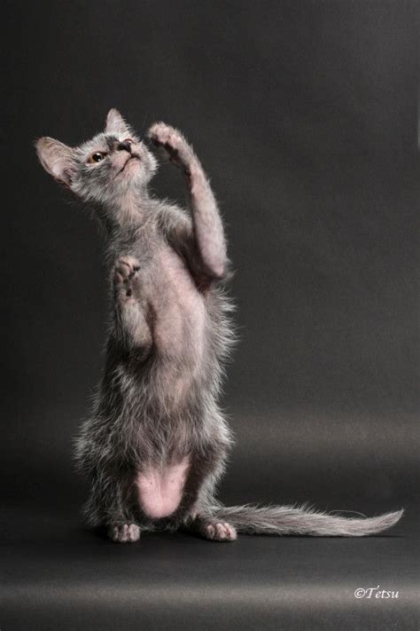Lykois are an active cat that enjoys games, playing around with people and independently, and loves a good hunt. Lykoi kitten for sale, werewolf cats, wolf cats, natural ...
