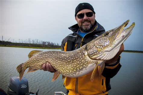 Pike Fishing 101 A Beginners Guide To Catching Big Northerns On Lures