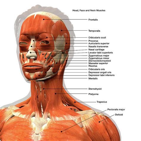 Labeled Chart Of The Facial Muscles Photograph By Hank Grebe