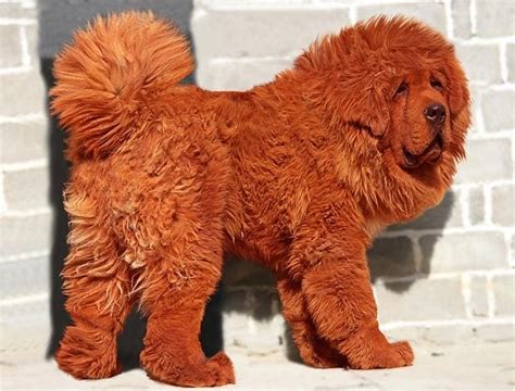 The Worlds Most Expensive Dog Breeds Telegraph