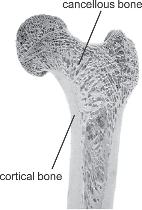 Large triangular shaped bone consisting of five fused vertebrae forming the posterior part of the pelvis. Summary of modern bone trauma analysis - sophie's blog
