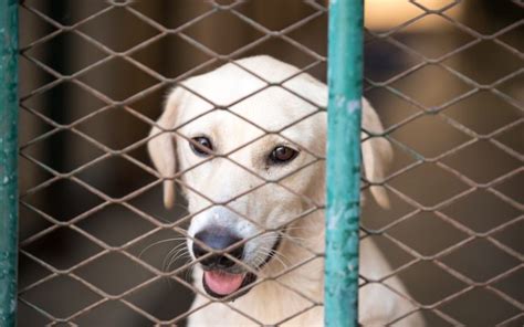 Abu Dhabi Animal Shelter And Rescue Services Mybayut