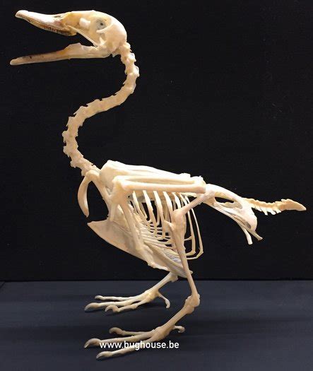 Duck Skeleton Nuscovy Duck Bughouse The Online Insect And