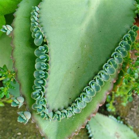 kalanchoe-laetivirens,-mother-of-thousands-in-gardentags-plant-encyclopedia