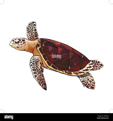 Sea Turtle Illustration Stock Vector Image And Art Alamy