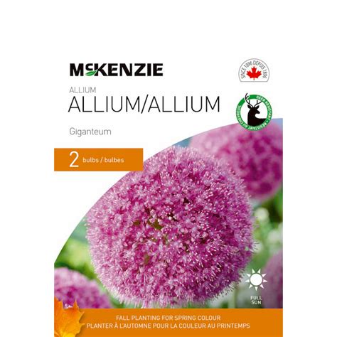 Mckenzie Bulbe D Allium Giganteum Violet Po Paquet De Rona