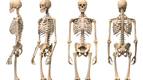 Características De Los Huesos Esqueleto Humano Esqueleto Humano