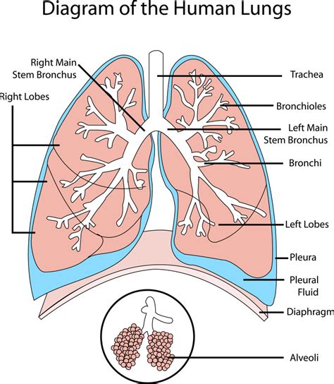 How Do We Breathe Lungs And Pleura Interactive Biology With