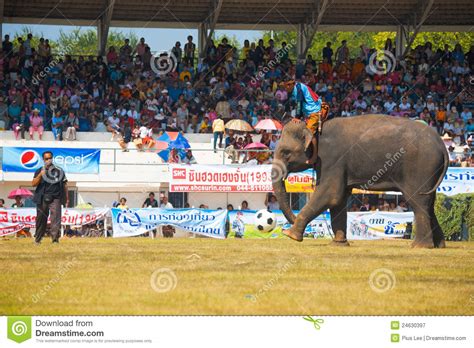 Surin Elephant Kicking Soccer Ball Editorial Photography