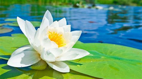 Water Lily Wallpaper 69 Pictures