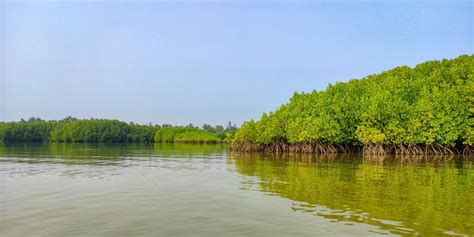 10 manfaat hutan bakau bagi lingkungan hidup cegah abrasi hingga pemanasan global
