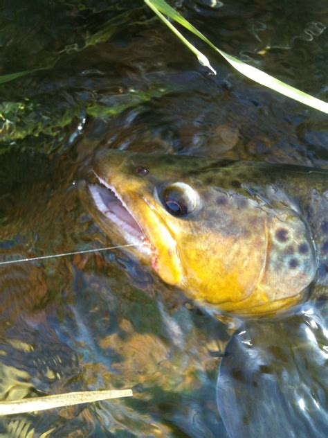 Guided Provo River Fly Fishing With All Seasons Adventures All
