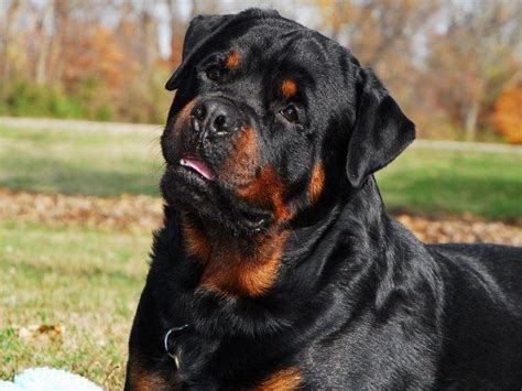 See more of deutschland dogs on facebook. Rottweiler puppies germany | Dogs, breeds and everything about our best friends.