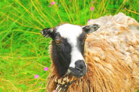 Silly Sheep Stock Image Image Of Portret Holland Dutch 15325615