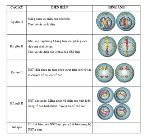 Hình Dưới đây Minh Hoạ Cho Thời điểm Nào Của Giảm Phân ở Tế Bào động