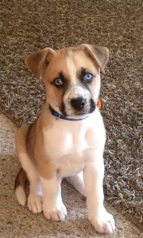 Huskyboxer Mix Boxer Mix Puppies Boxer Husky Mix Mixed Breed Puppies