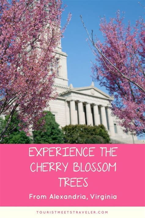 Experience The Cherry Blossom Trees This Season From Alexandria