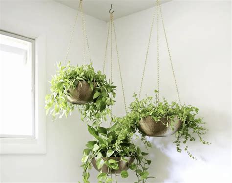 The Best Indoor Plants For Hanging Baskets Ohlade