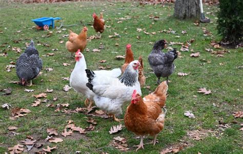 Backyard Chickens For Organic Free Range Eggs Stock Photo Image Of