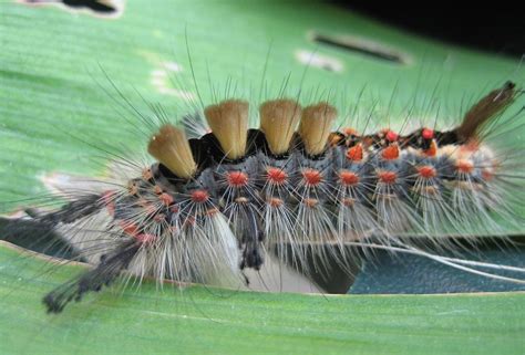 22 Weird And Awesome Facts About Caterpillars Tons Of Facts