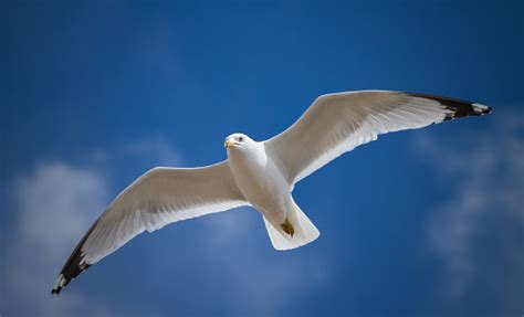 One Seagull Flying In The Blue Sky Stock Photo Download Image Now