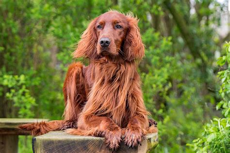 Irish Setter Red Setter Dog Breed Information And Characteristics