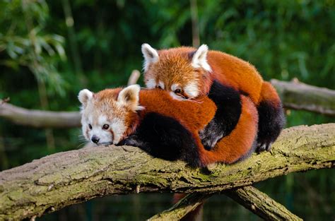 Red Pandas · Free Stock Photo