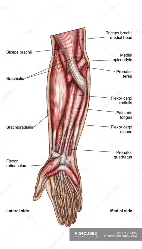 The forearm is the portion of the arm distal to the elbow and proximal to the wrist. Muscles Of the Arm Labeled Beautiful Anatomy Of Human ...
